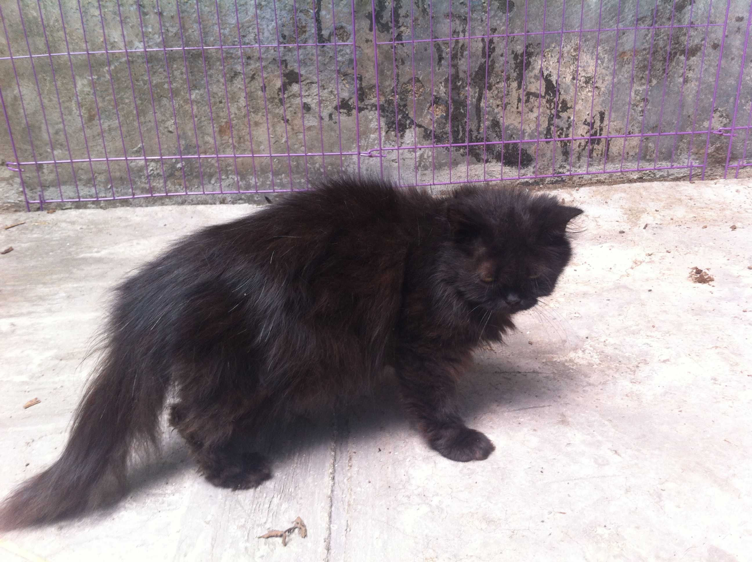  kucing  persia  hitam  jpg jual kucing  persia  flat nose peak 